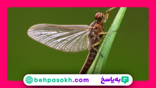 زیست جانوری کنکور شامل چه فصل‌هایی است؟